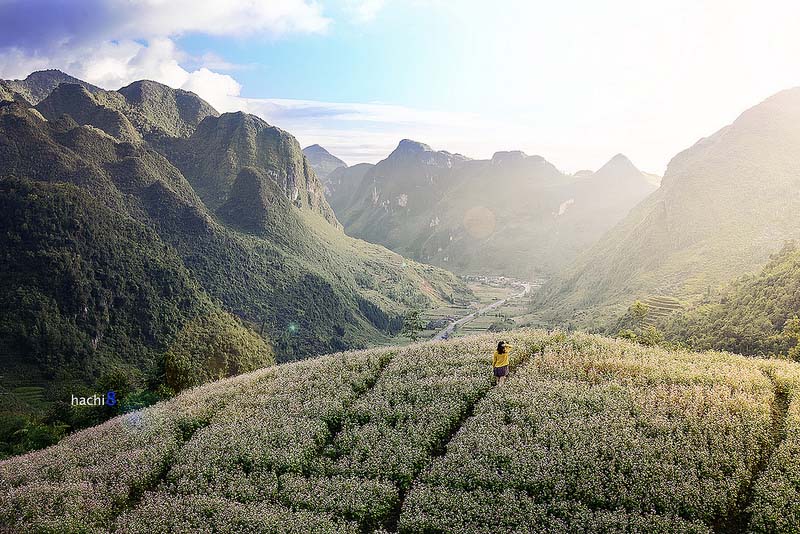 Mùa Hoa Hà Giang