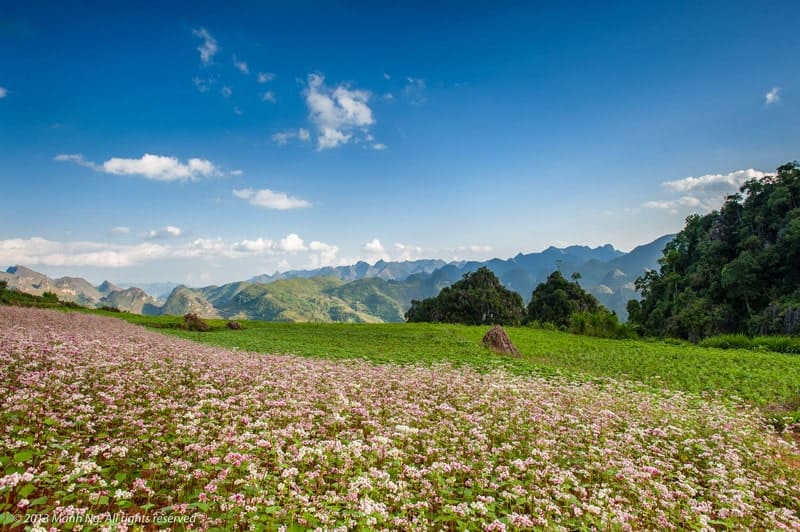 hoa tam giác mạch