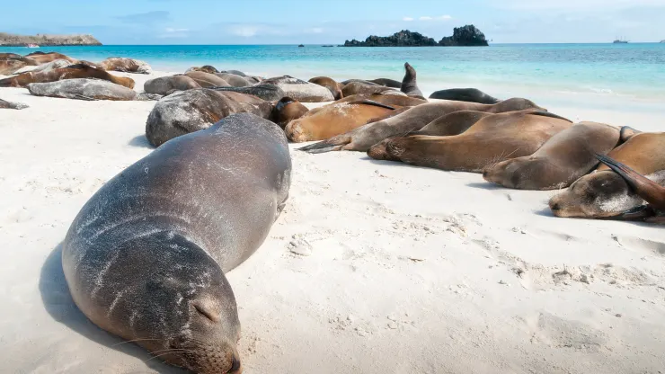 Sinh vật biển tại quần đảo Galapagos. Ảnh: Vau902