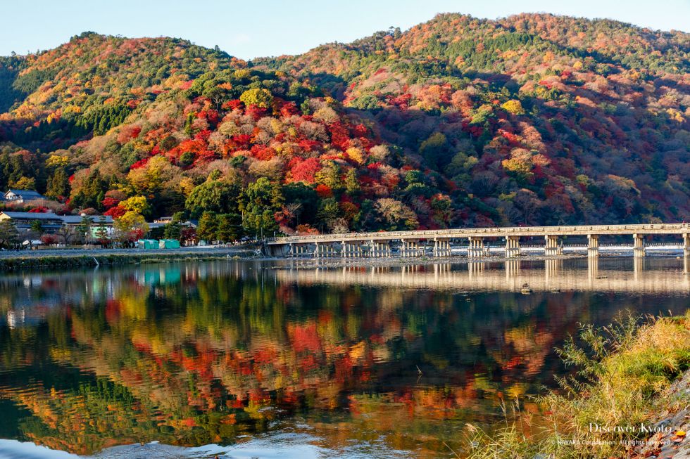 Rừng tre Arashiyama mùa thu với lá phong đỏ rực