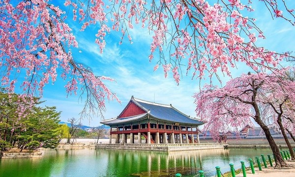 Tử Cấm Thành rực rỡ trong sắc hoa xuân