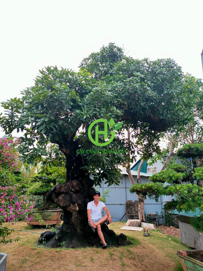 Thân cây xoài cổ thụ to lớn, xù xì, mang dấu vết thời gian