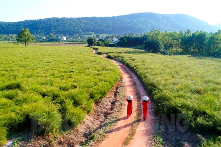 Cặp đôi chụp ảnh giữa cánh đồng hoa rễ rực rỡ