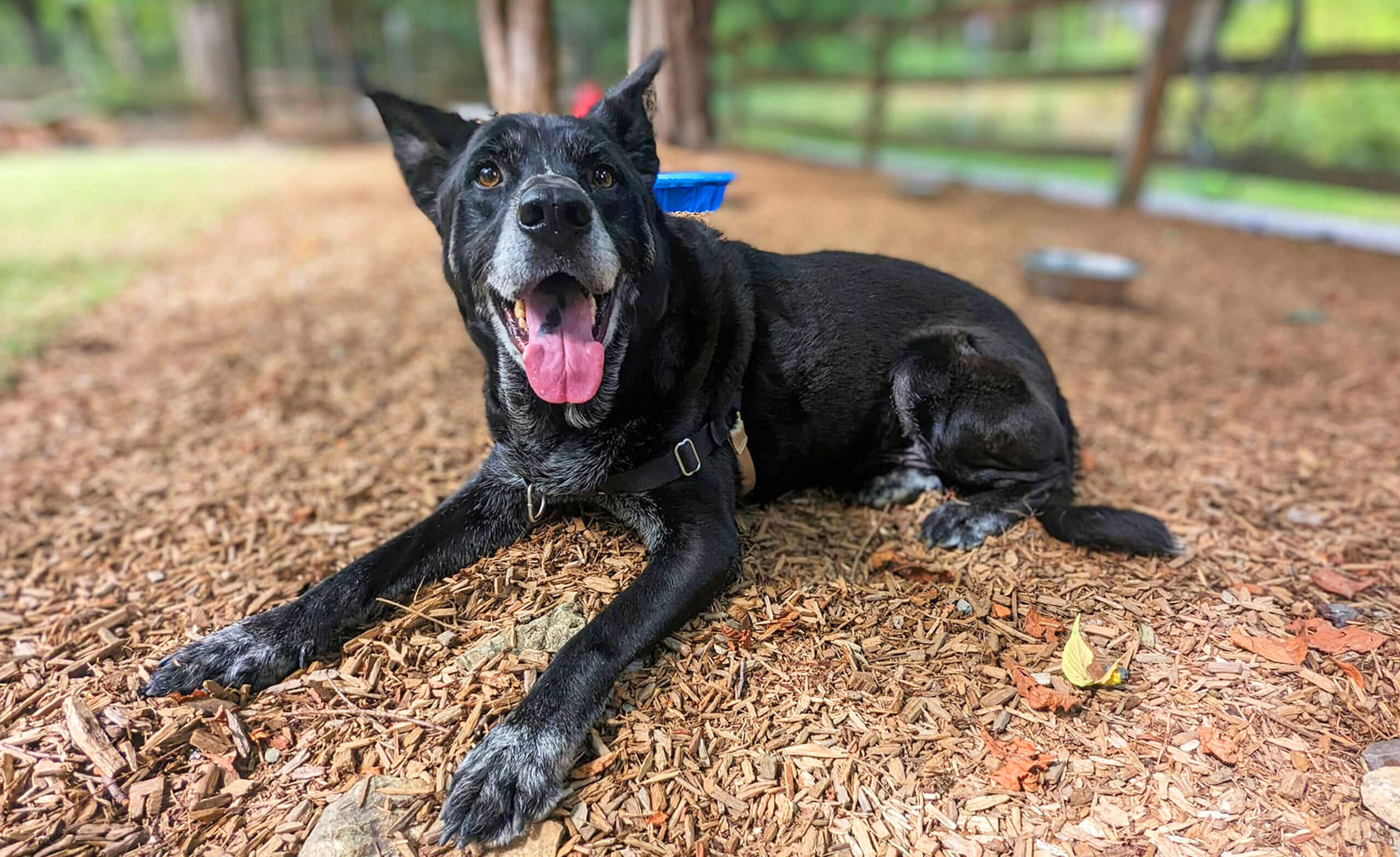 Sư tử đang trầm ngâm