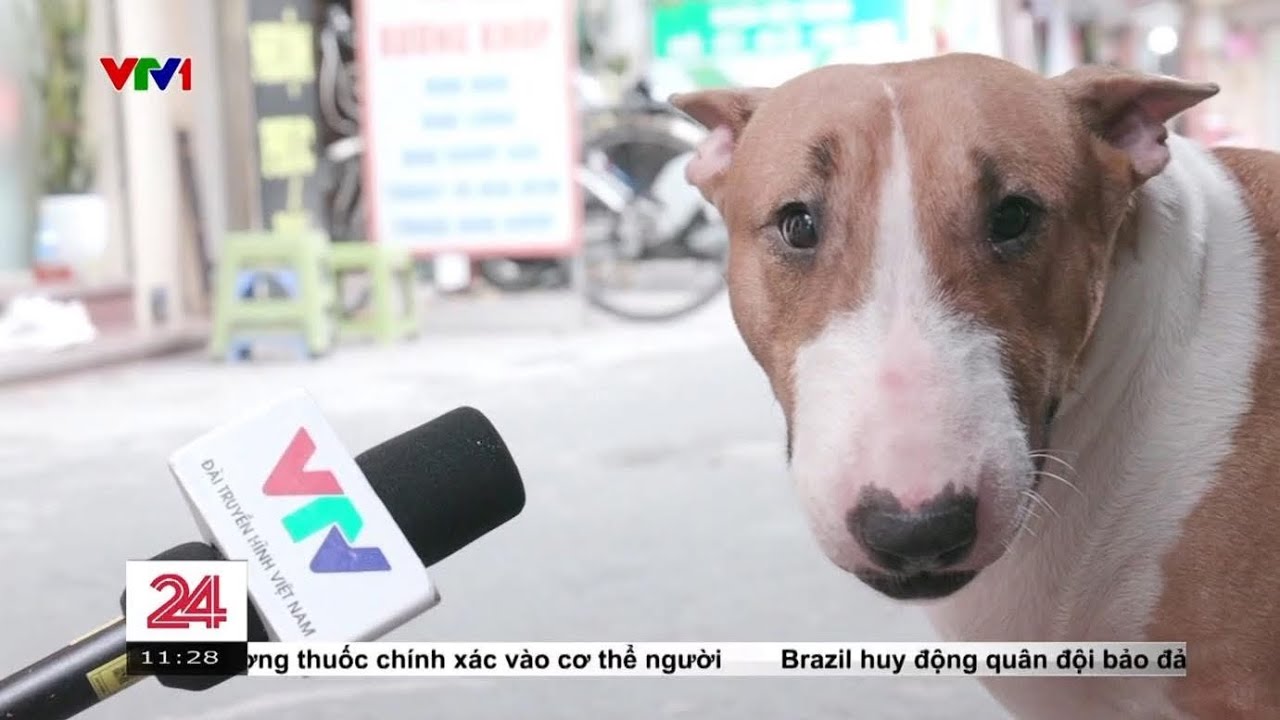 Chuyện cô chó Tam “xấu lạ” và quán nướng ngõ Thịnh Quang bỗng hot rần rần! 🐶