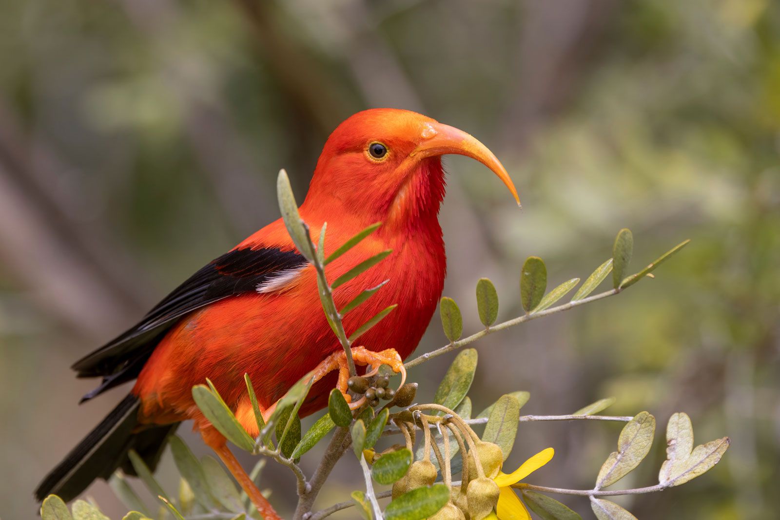 Một chú chim Iiwi rực rỡ sắc đỏ, loài honeycreeper bản địa của Hawaii