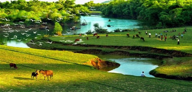 Cánh đồng lúa xanh mướt
