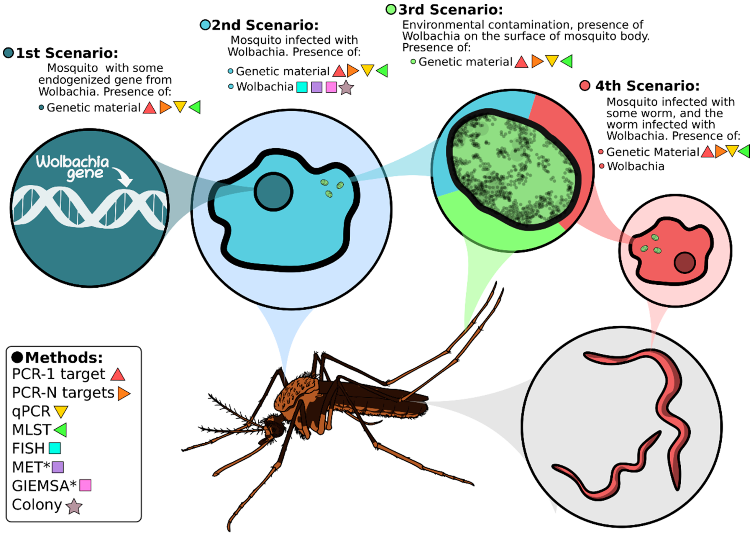 Muỗi Wolbachia được thả ra môi trường