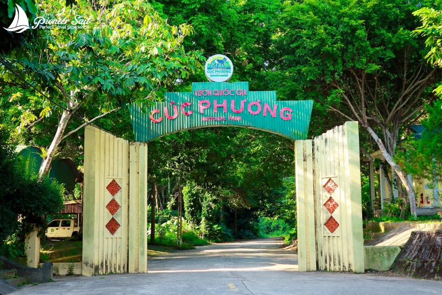 Thân cây cổ thụ khổng lồ trong rừng Cúc Phương