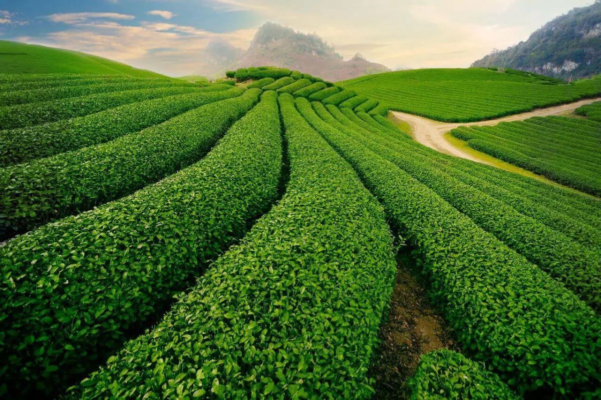Đồi chè Cầu Đất Đà Lạt