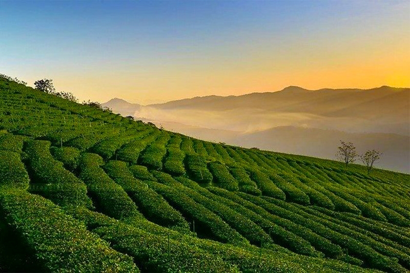 Toàn cảnh đồi chè Cầu Đất