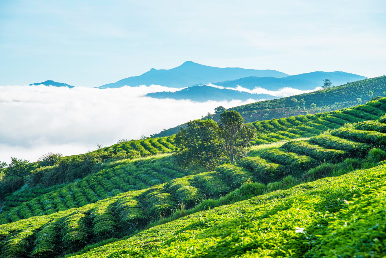 Du khách chụp ảnh tại Đồi chè Cầu Đất