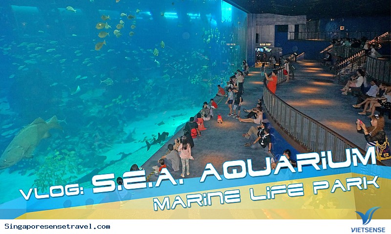 Bể Open Ocean Habitat tại S.E.A Aquarium