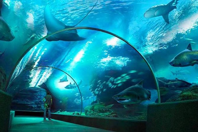 Đường hầm kính dưới nước tại Sea Life Bangkok