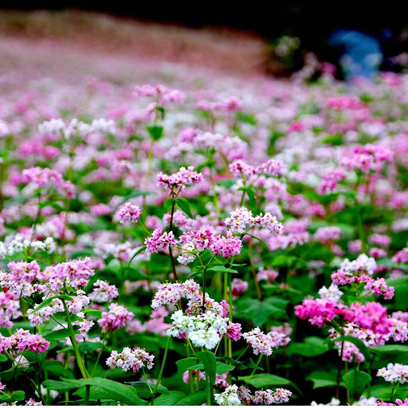 Cánh đồng hoa tam giác mạch Hà Giang
