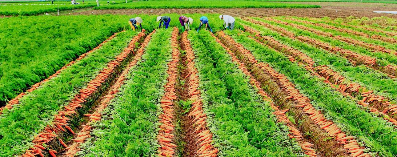 Hải Dương ơi, ai ngờ có cánh đồng cà rốt đẹp mê hồn đến thế!
