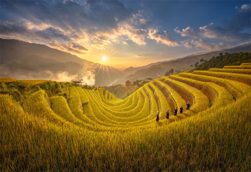 Ruộng bậc thang Hoàng Su Phì mùa vàng
