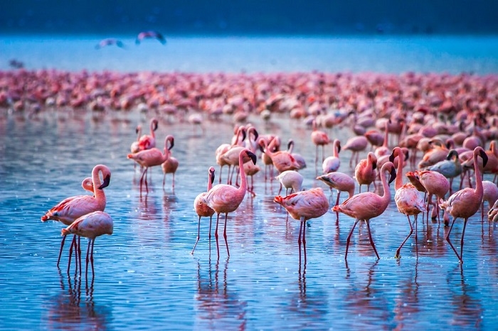 Hàng ngàn chim hồng hạc ở Hồ Nakuru