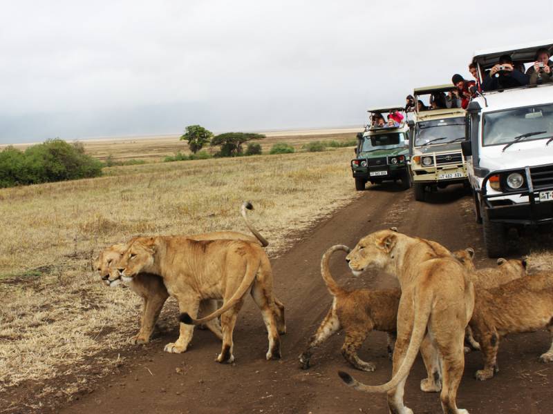 Trải nghiệm safari ở Hồ Naivasha