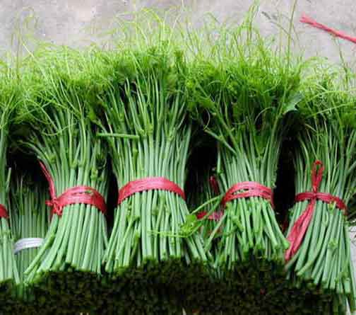 Vườn su su Tam Đảo