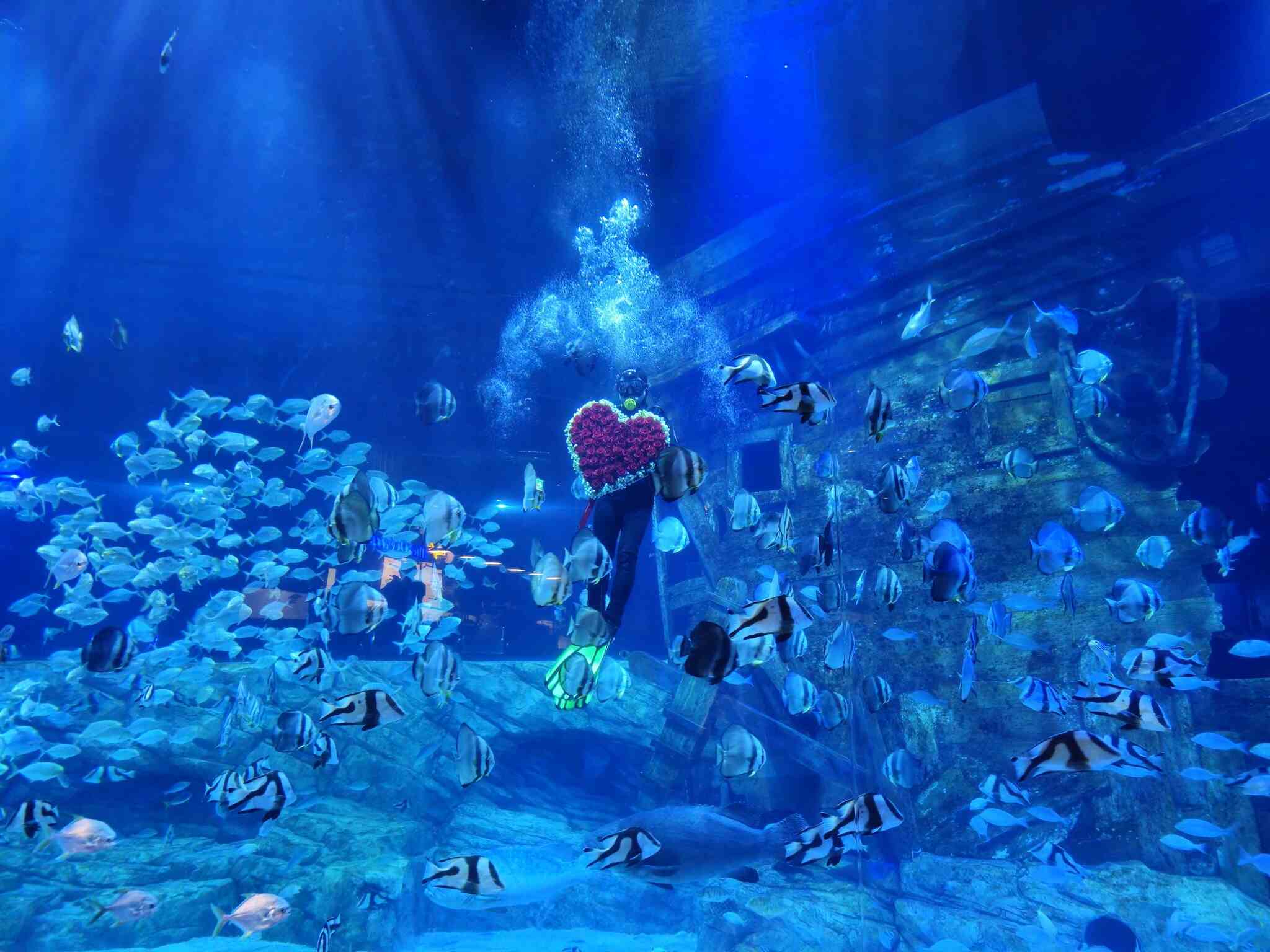 Du khách thích thú chụp ảnh trong đường hầm kính dưới nước