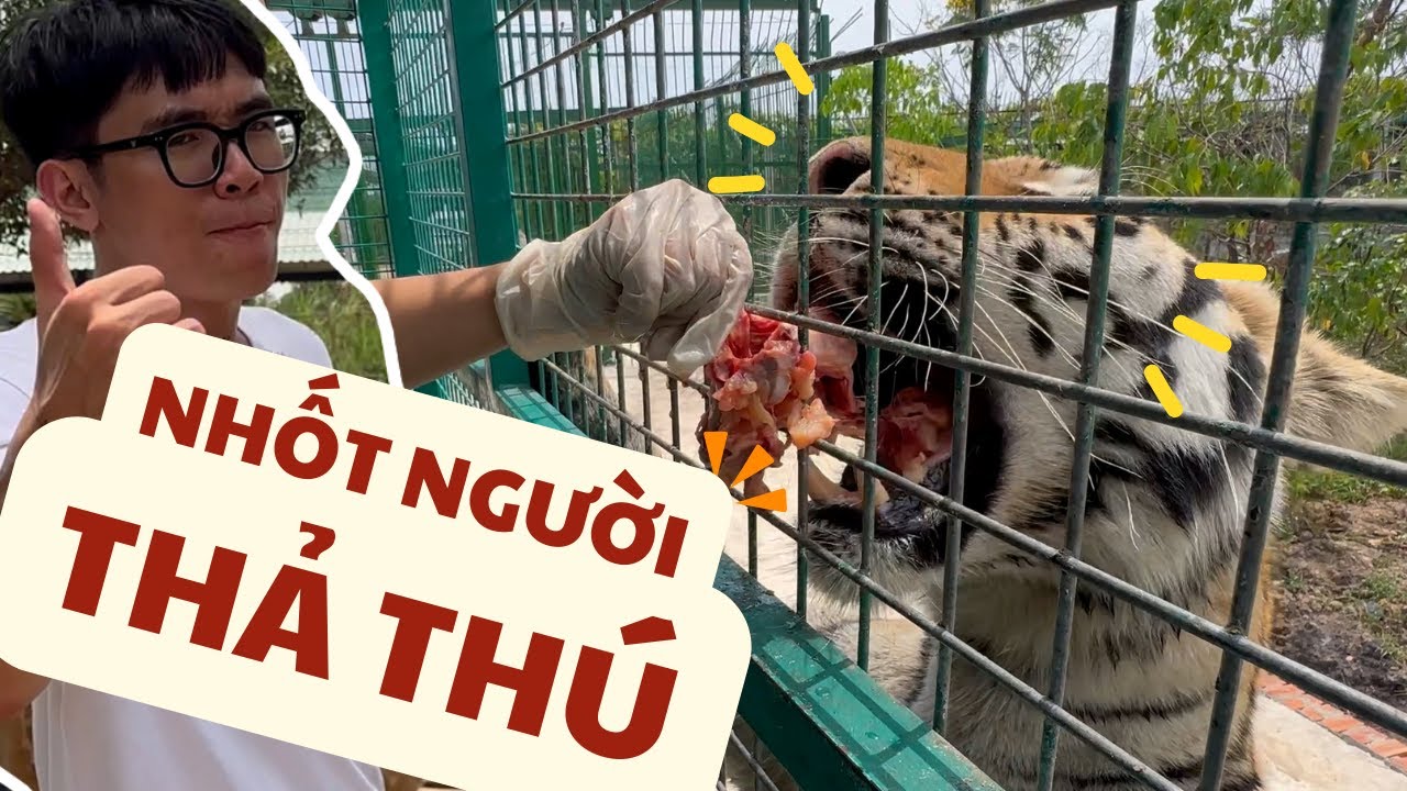 Sư tử châu Phi