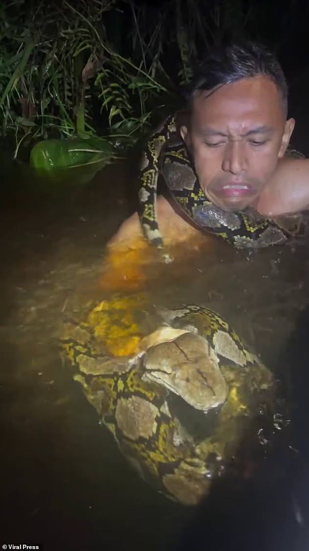 Con trăn khổng lồ siết chặt người hướng dẫn viên Heru