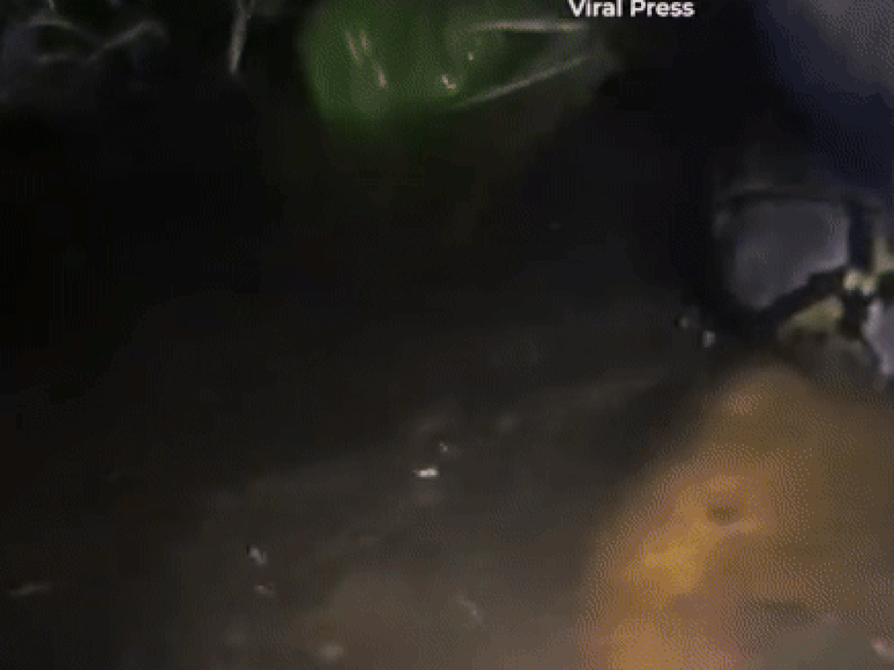 Nhóm khách giải cứu hướng dẫn viên khỏi con trăn