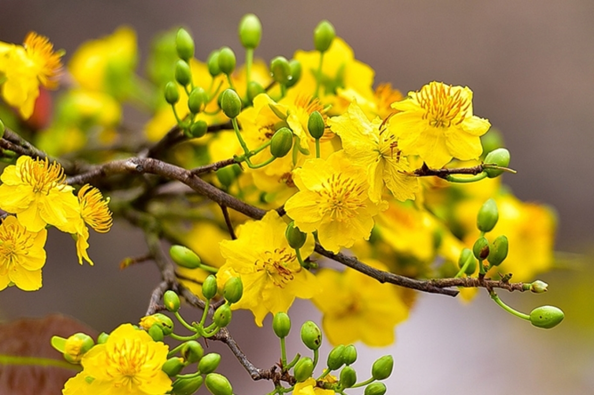 Hoa anh đào King Cherry Tree ở Jeju