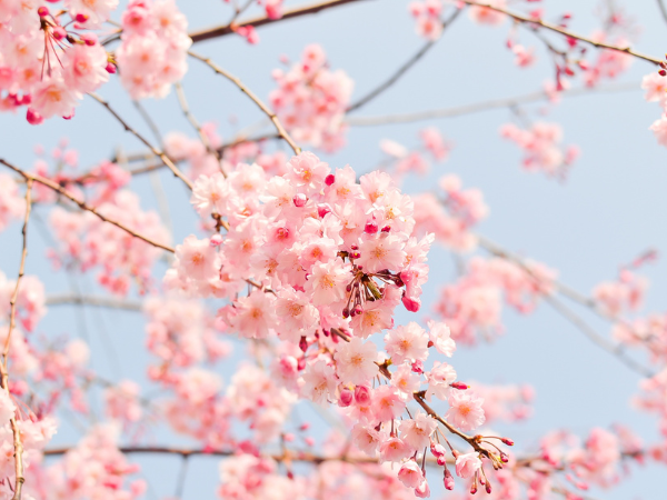 Con đường hoa anh đào lãng mạn