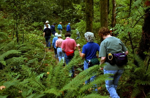 Du khách đang đi bộ trên con đường mòn trong một khu rừng xanh tươi