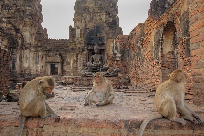 Lopburi: Nơi những chú khỉ làm chủ và biển vàng Hướng Dương nở rộ 🌸