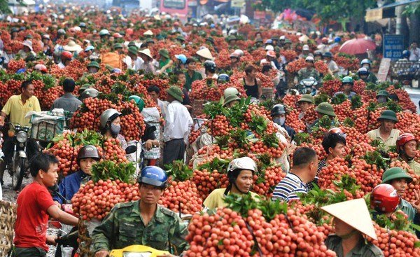 Lục Ngạn Mùa Vải Đỏ Rực: Khám Phá Nét Đẹp Lao Động và Hương Vị Ngọt Ngào