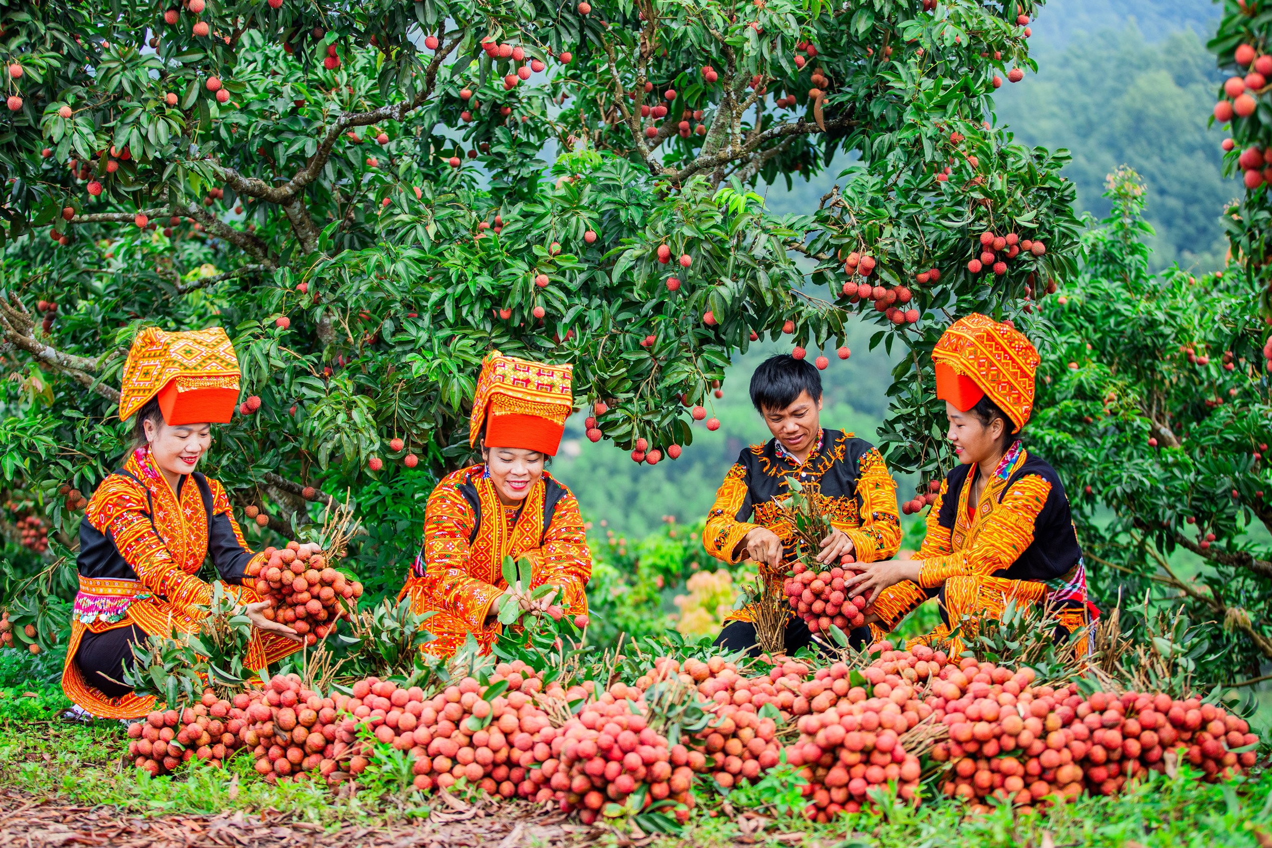 Xe chở vải thiều tấp nập trên đường