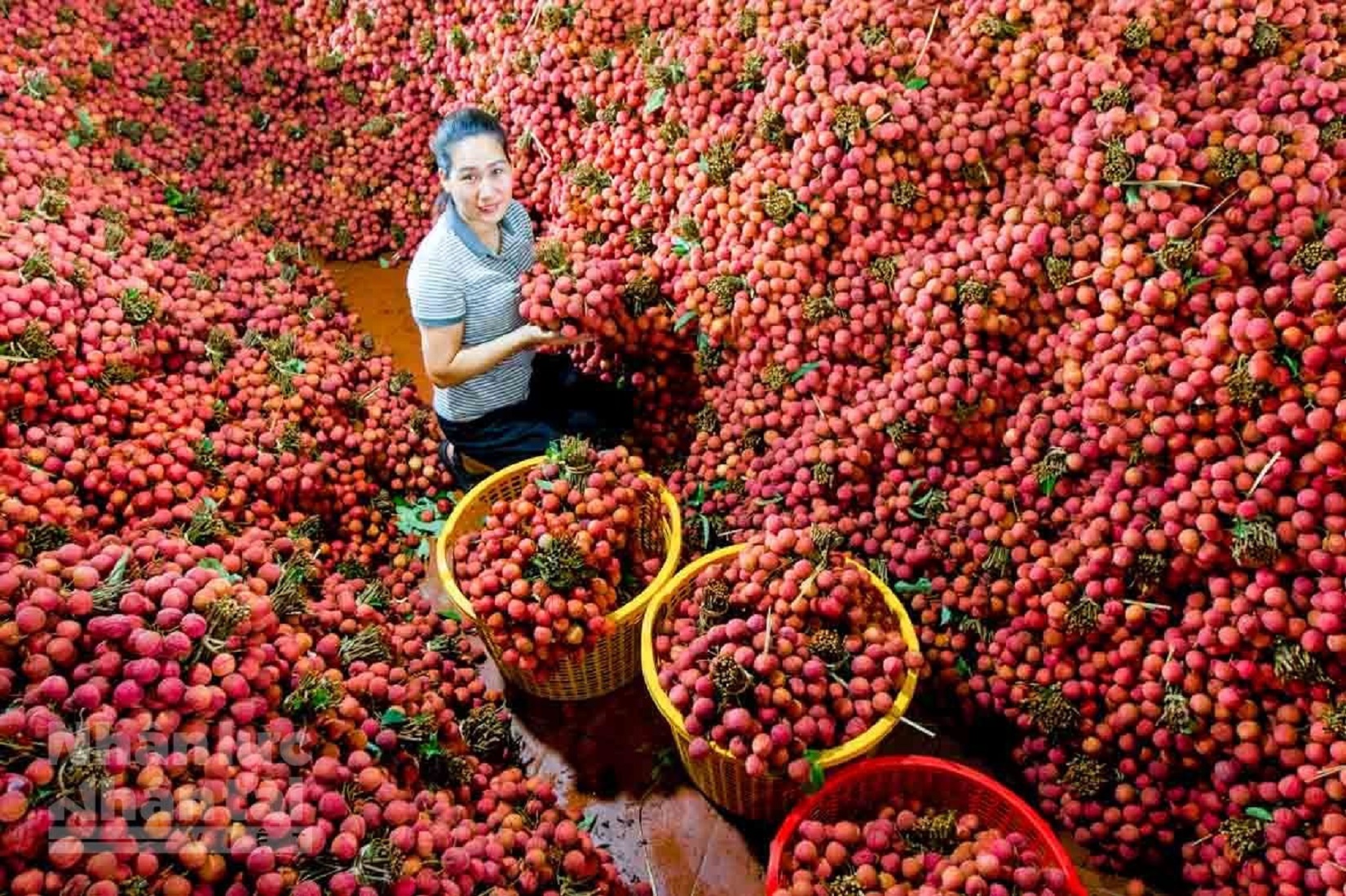 Người dân Lục Ngạn thu hoạch và phân loại vải thiều