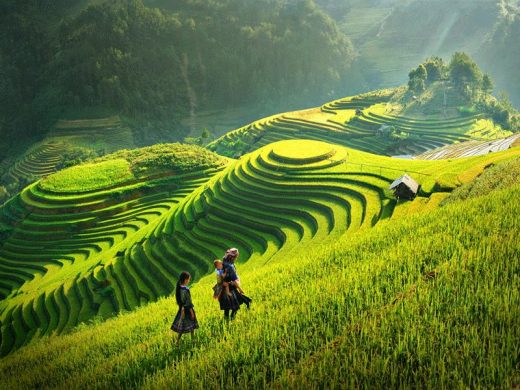 Đồi chè xanh mướt trải dài ở Mộc Châu