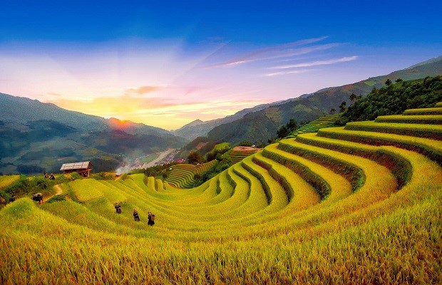 Cánh đồng lúa chín rộng lớn ở Y Tý ẩn hiện trong sương