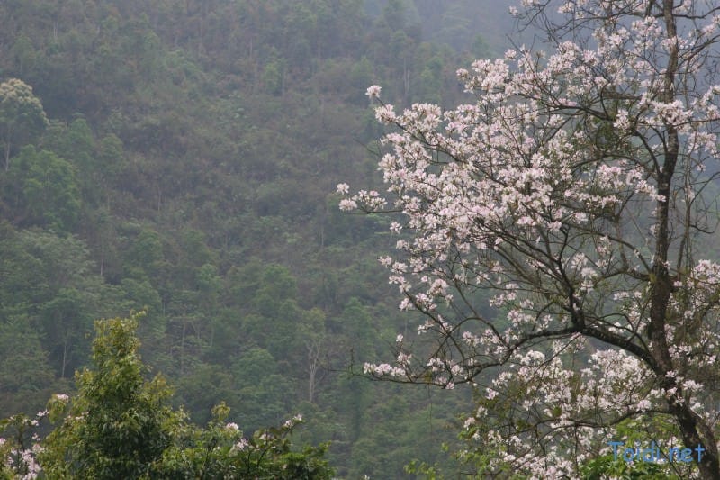 Tây Bắc Mùa Xuân