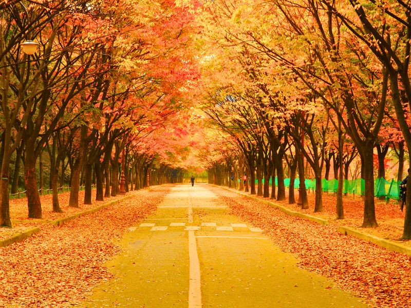 Seoul Mùa Thu: Hành trình 6 ngày 5 đêm rực rỡ cảm xúc của hai chị em