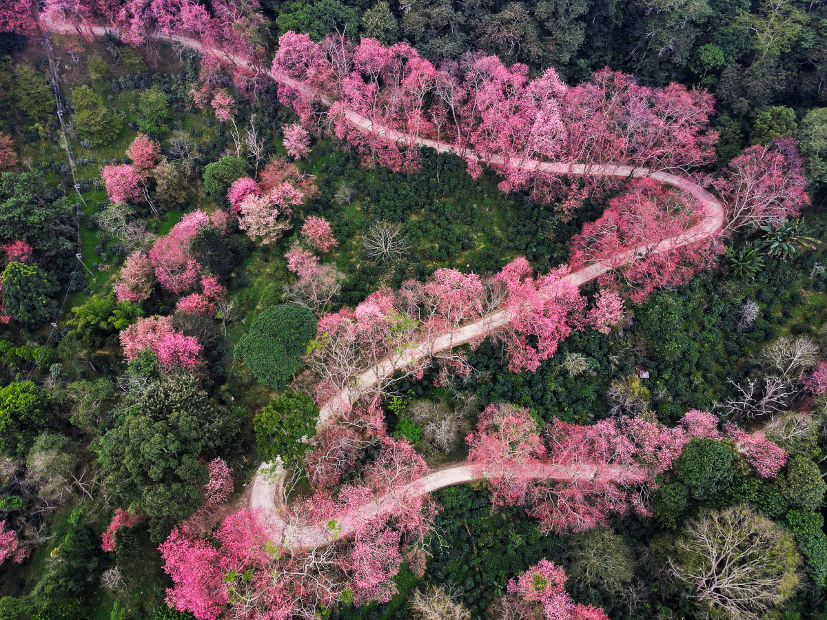 Vườn hoa anh đào tại Khun Wang, Chiang Mai