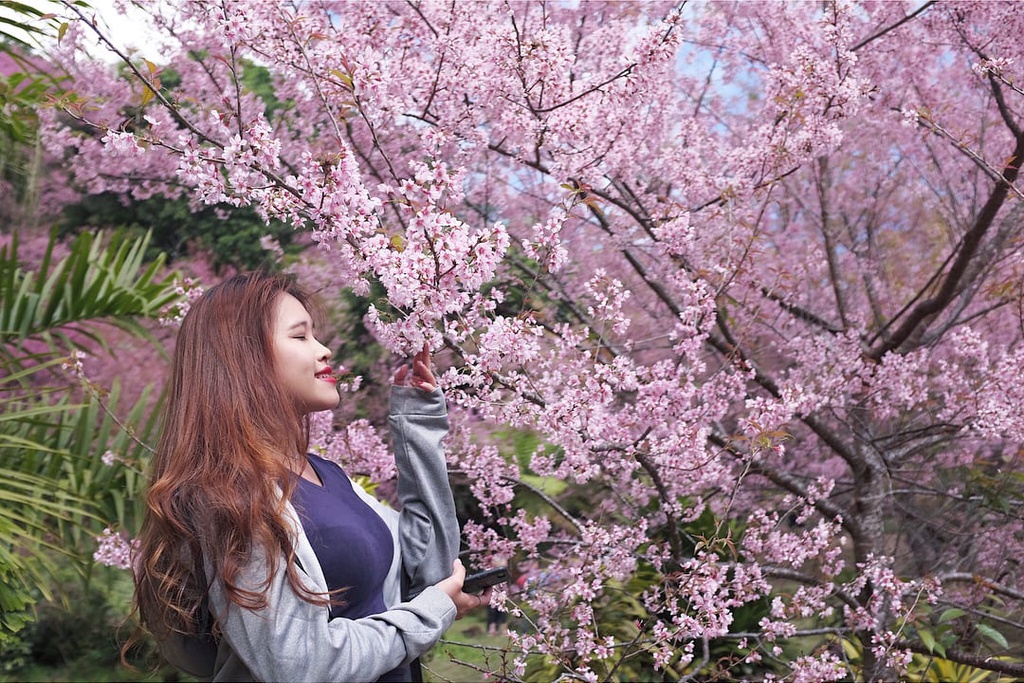 Rừng hoa Anh Đào Thái Lan