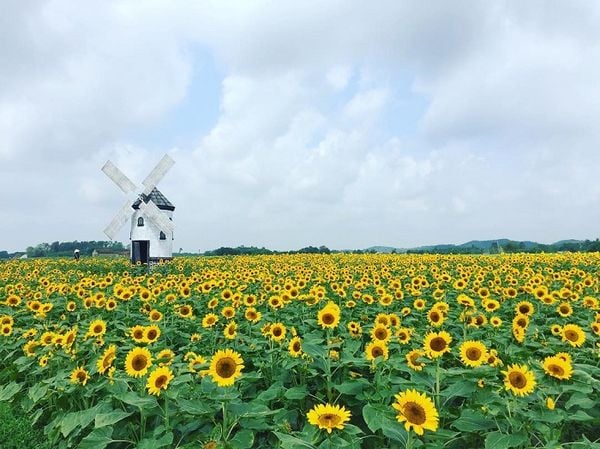 Hoa hướng dương rực rỡ