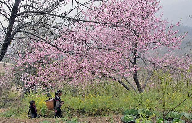 canh-dep-sapa-hoa-anh-dao