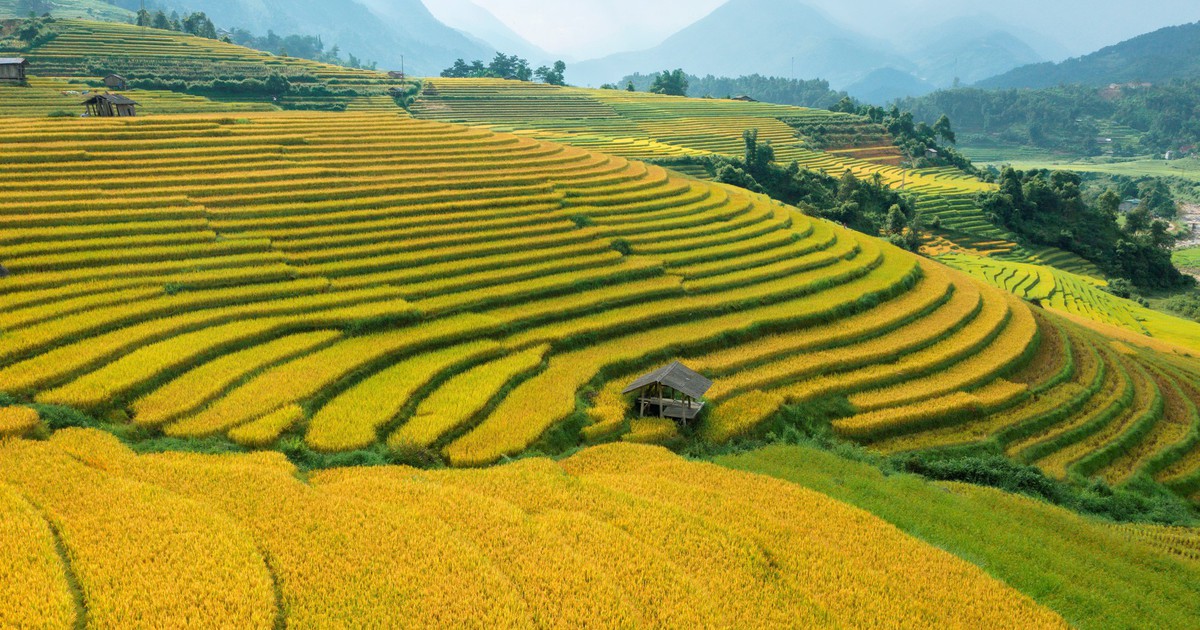 Ruộng bậc thang Sa Pa
