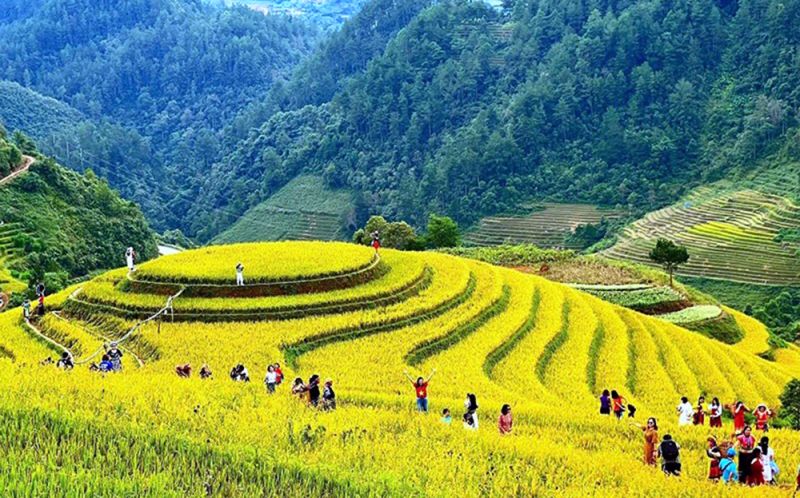 Mù Cang Chải mùa lúa chín