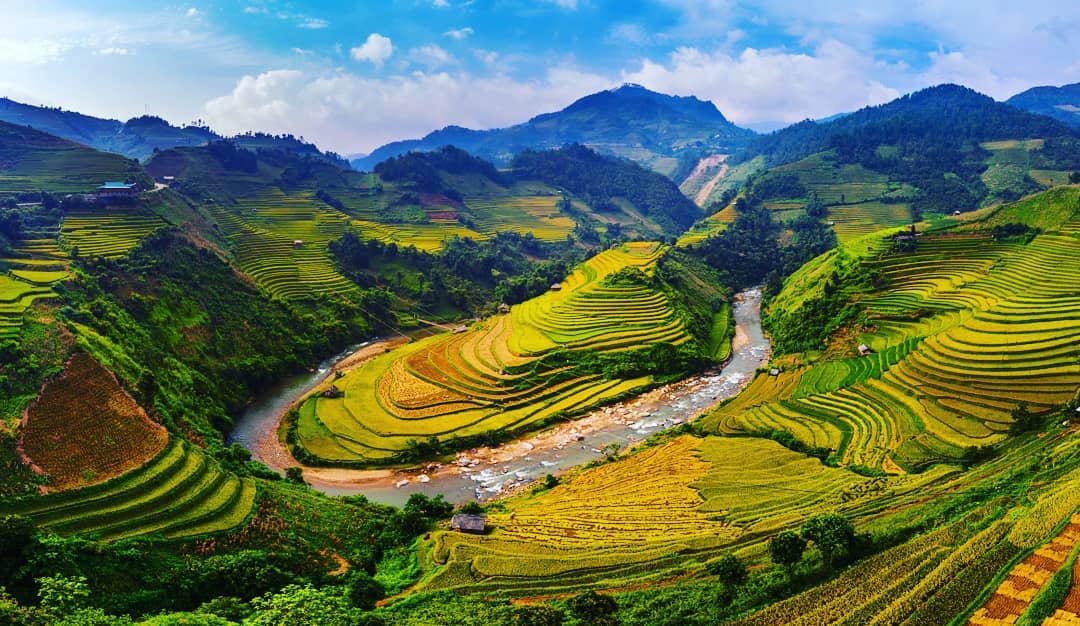 Ruộng bậc thang vàng óng